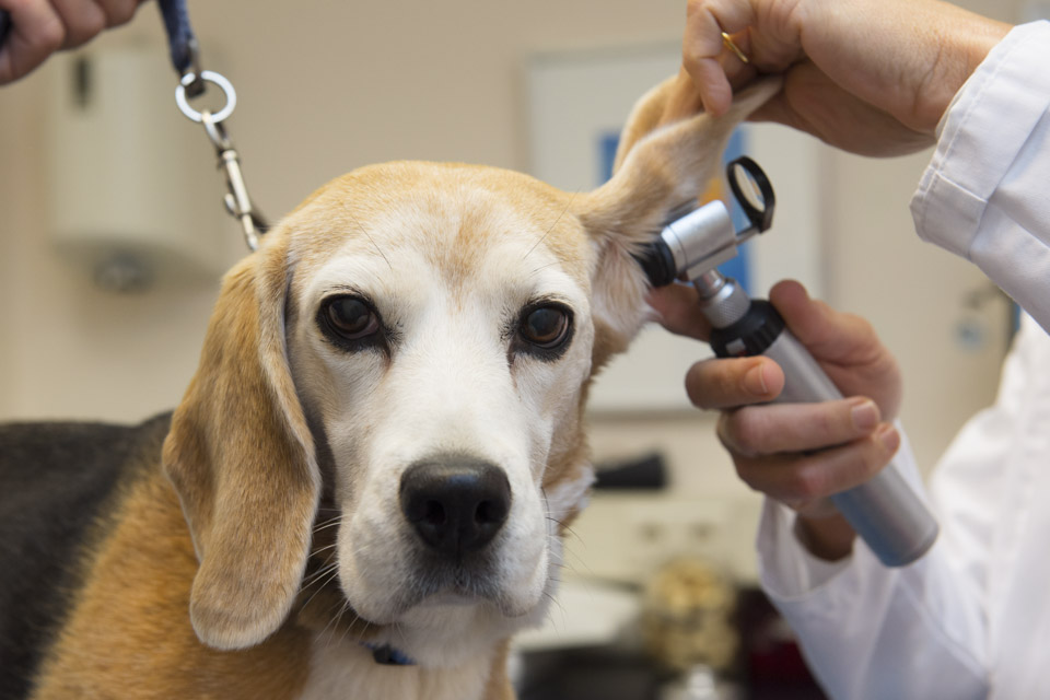 consulta-veterinaria
